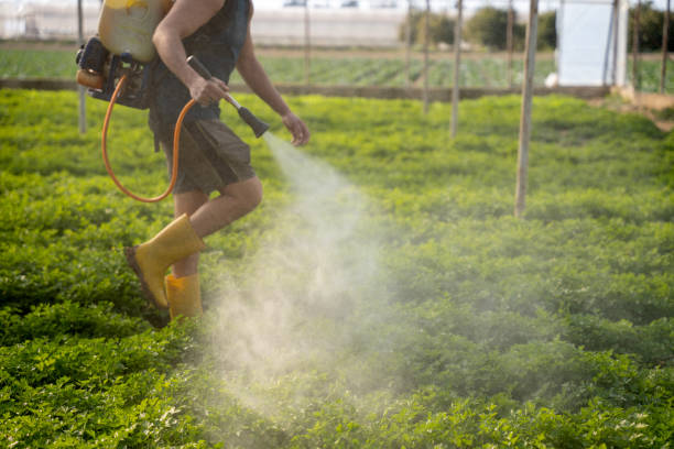 Best Pest Prevention Services  in Socastee, SC